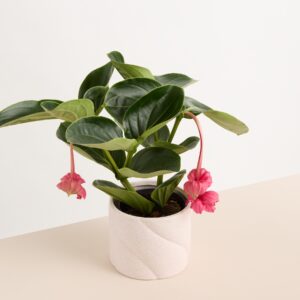 Keramik Übertopf Rosa Reaktiv - 14 cm