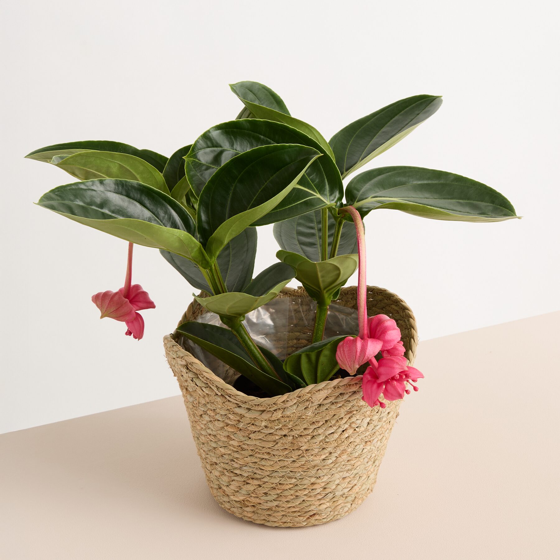 Seegras Korb Welle - 19 cm