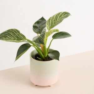Keramik Übertopf Farbverlauf Grün Rosa - 12 cm