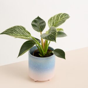 Keramik Übertopf Farbverlauf Blau Apricot - 12 cm