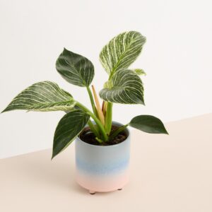 Keramik Übertopf Farbverlauf Blau Apricot - 10,5 cm