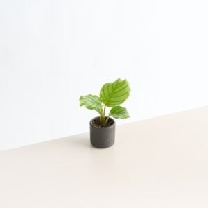 Keramik Übertopf Anthrazit Mini - 7 cm