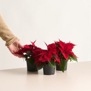 Weihnachtsstern 'Christmas Feelings' Rot - 3 Stück