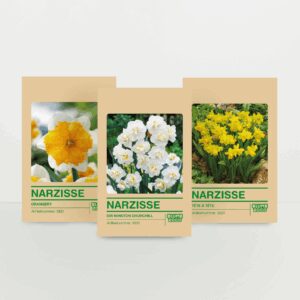 Narzissenzwiebel Set - 15 Zwiebeln