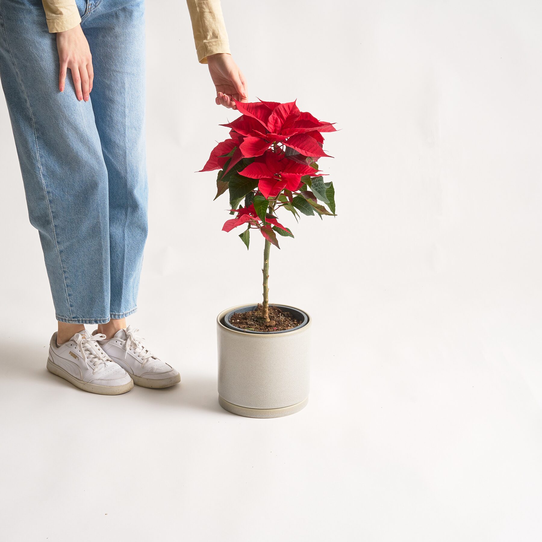 Weihnachtsstern Stämmchen Rot – Bild 2