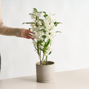 Dendrobium-Orchidee 'Apollon'