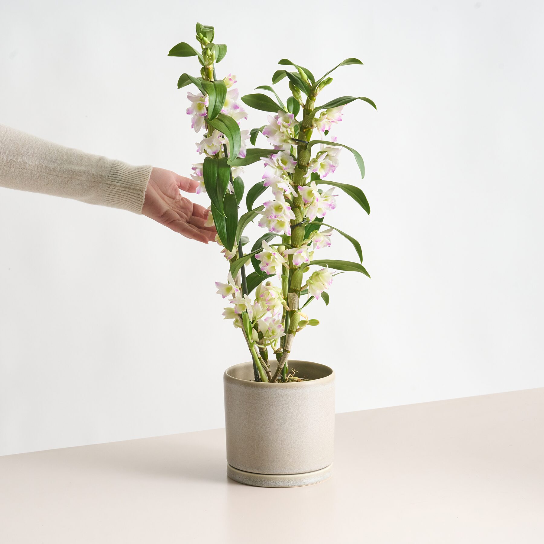 Dendrobium-Orchidee 'Kumiko'