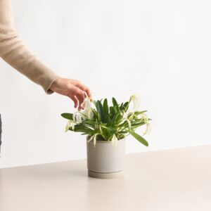 Masdevallia tovarensis
