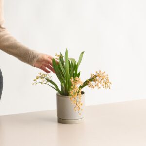 Orchidee 'Little Brilliants'