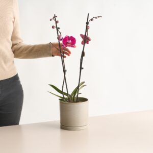 Phalaenopsis Lila