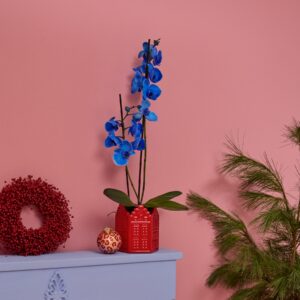 Phalaenopsis 'I am Blue' M