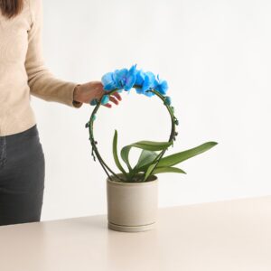 Phalaenopsis 'I am Blue' Bogen