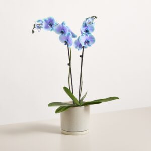 Phalaenopsis 'Bibble' M