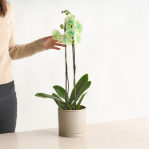 Phalaenopsis 'I am Green'