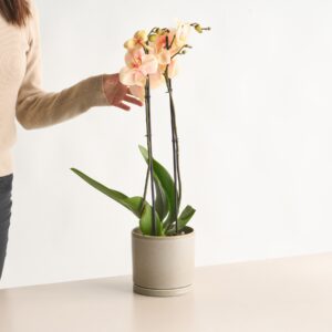 Phalaenopsis 'I am Orange'