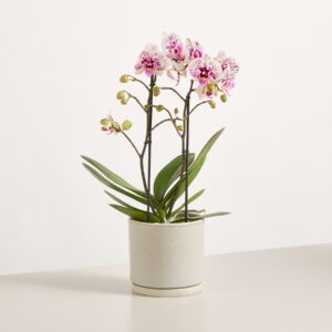 Phalaenopsis 'Polka Dots'