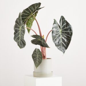 Blumentopf Keramik 'Portugal' Greige mit Untersetzer XL - 14 cm