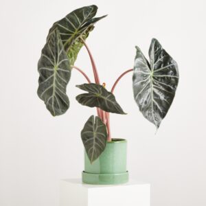 Blumentopf Keramik 'Portugal' Grün mit Untersetzer XL - 14 cm