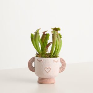 Happy Plant