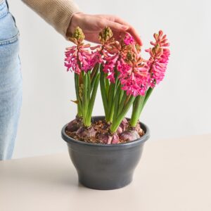 Hyazinthen 'Jan Bos'