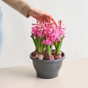 Hyazinthen 'Pink Pearl'