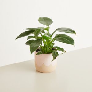Keramik Übertopf Rosa Sand - 12 cm