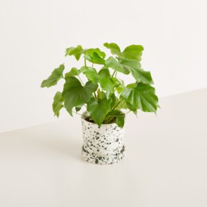 Keramik Übertopf mit Untersetzer Grün Gesprenkelt - 14 cm