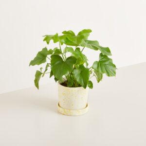 Blumentopf mit Untersetzer Keramik gelb gesprenkelt - 14cm