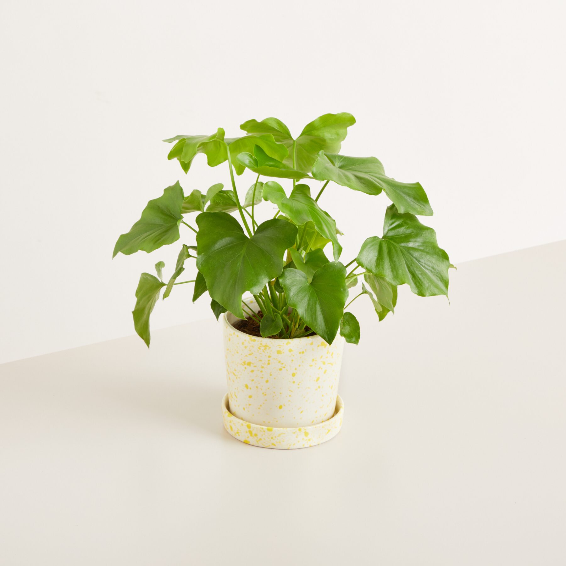 Blumentopf mit Untersetzer Keramik gelb gesprenkelt - 14cm