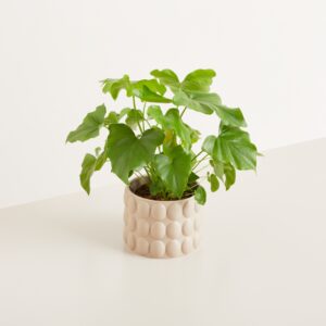 Keramik Übertopf Bubble Beige - 14 cm