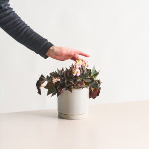 BIO Begonie 'Cracklin' Rosie'