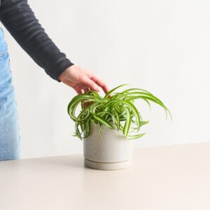 BIO Grünlilie 'Bonnie'
