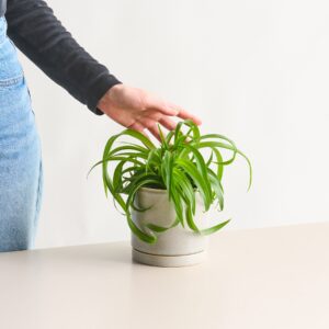 BIO Grünlilie 'Green Bonnie'