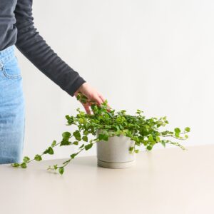 BIO Ficus 'Pumila'