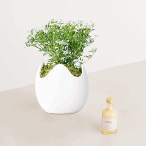 Ostertraum mit Eierlikör 50ml