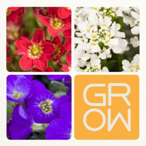 DEAL: Frühblühende Polsterstauden Set - Blaukissen, Schleifenblume, Steinbrech