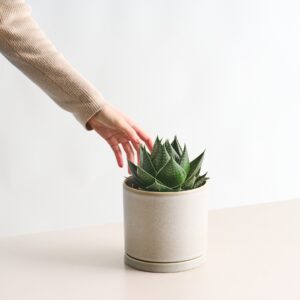 Aloe 'Cosmo'