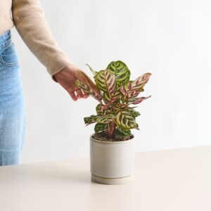 Calathea 'Makoyana'