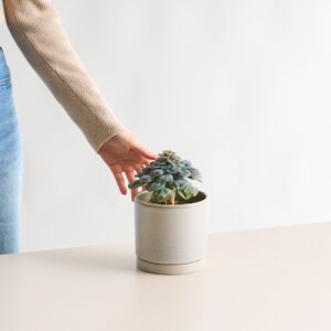 Echeveria 'Blue Heart'