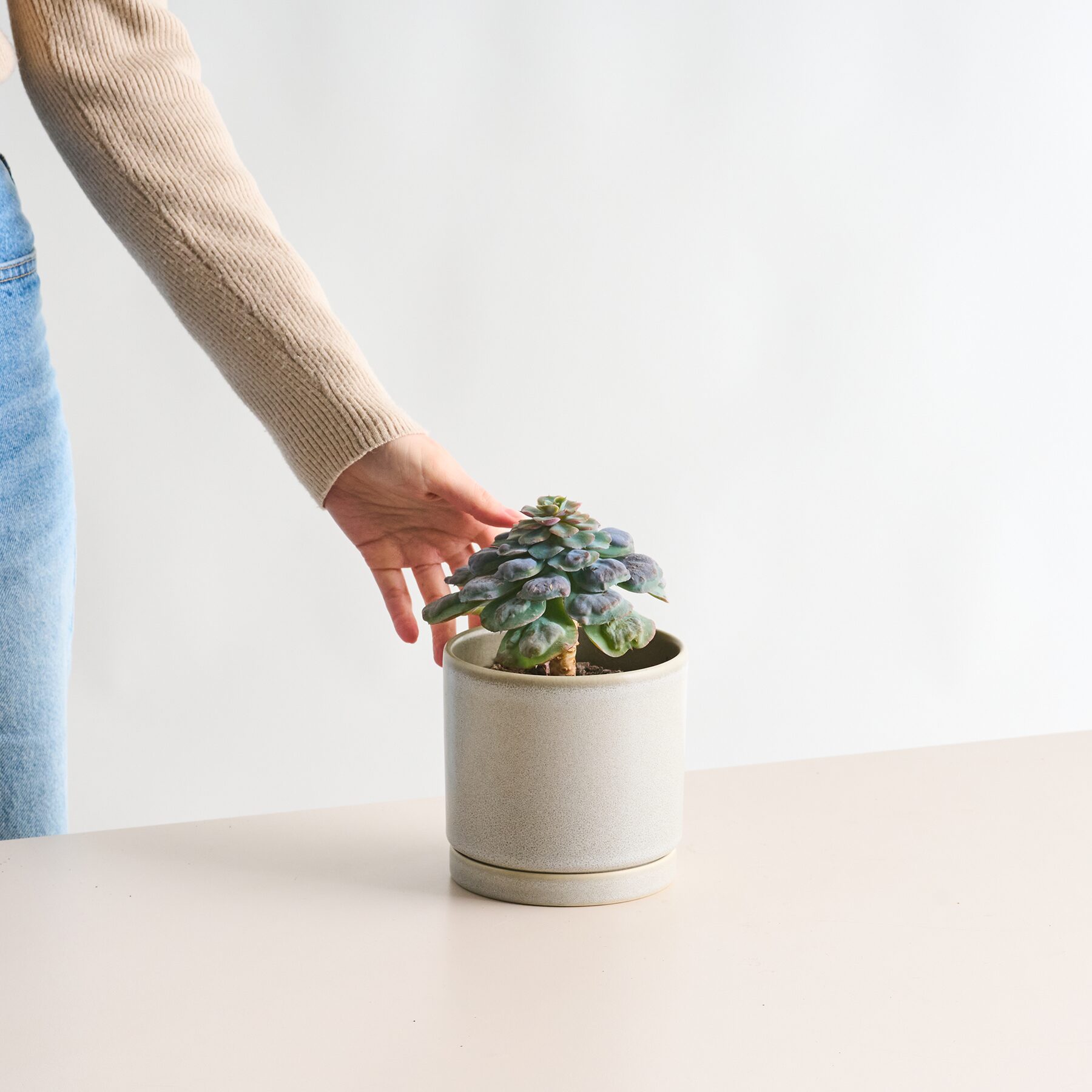 Echeveria 'Blue Heart'