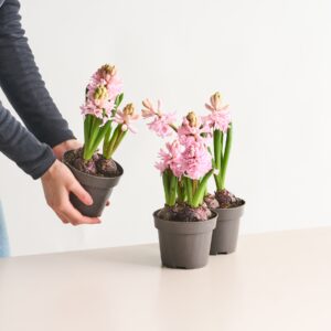 Hyazinthen Rosa - 3 Stück L
