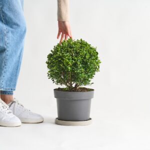 Ilex 'Dark Green®' - Kugel S