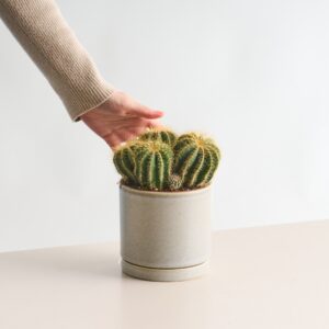 Notokaktus 'Magnificus' M