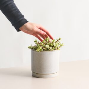 Speckbaum 'Variegata' S