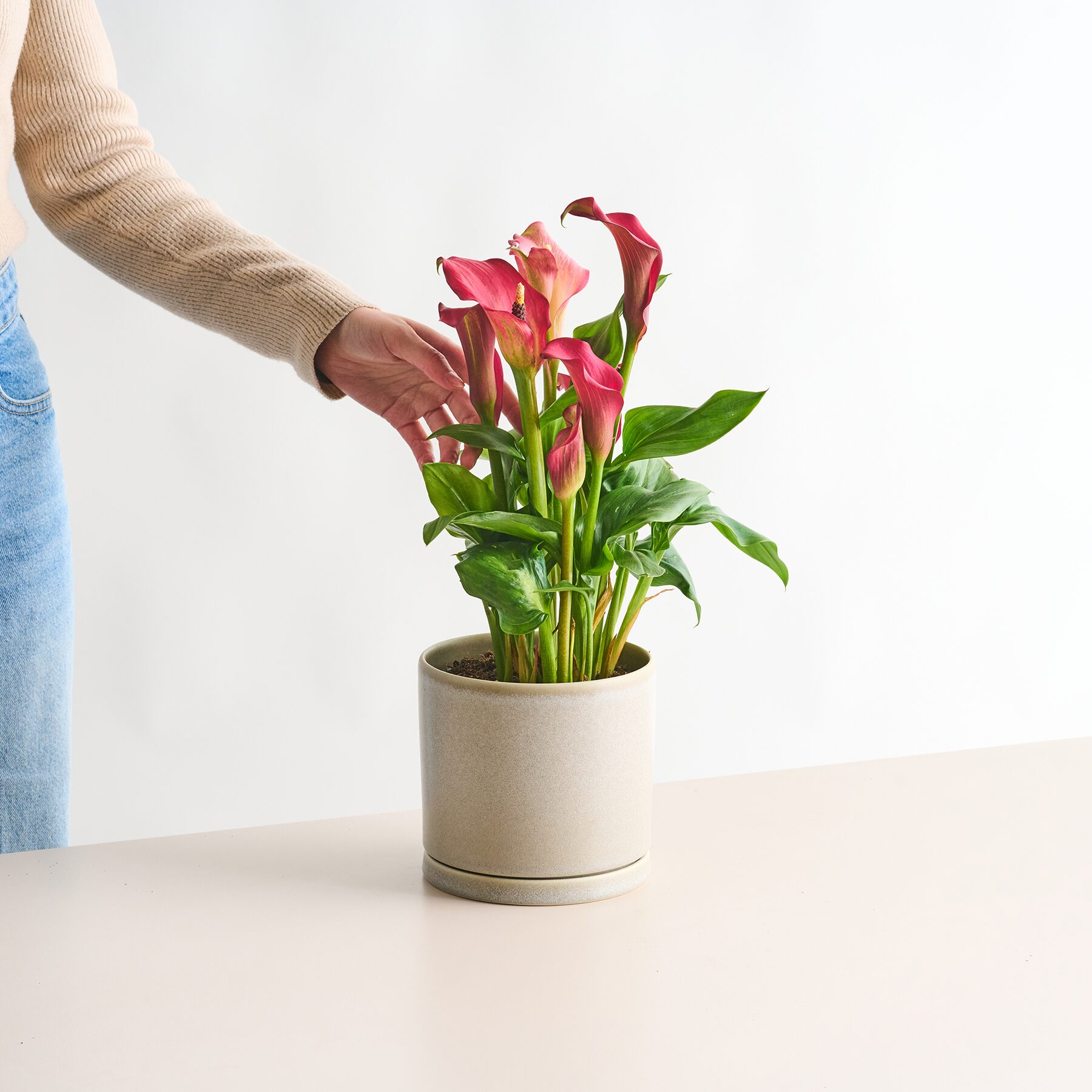 Afrikanische Calla Rot