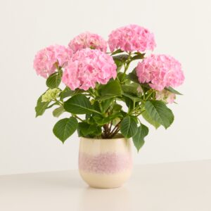 Rosa Träume