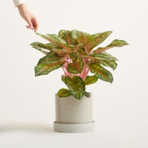 DEAL: Aglaonema 'Carnival Queen'