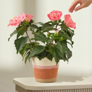 Hibiskus Dreams