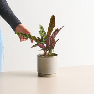 Calathea 'Insigne' S