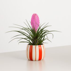 Exotic Blooms